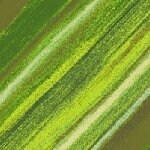 High Quality Quilting Fabric-- Hand Cut off the Bolt- Vista Collection-Grass-Windham Fabrics-100% Cotton Fabric-Sold by the 1/2 Yard- 